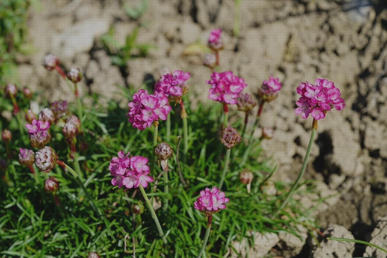 Review de armeria cano escopetas