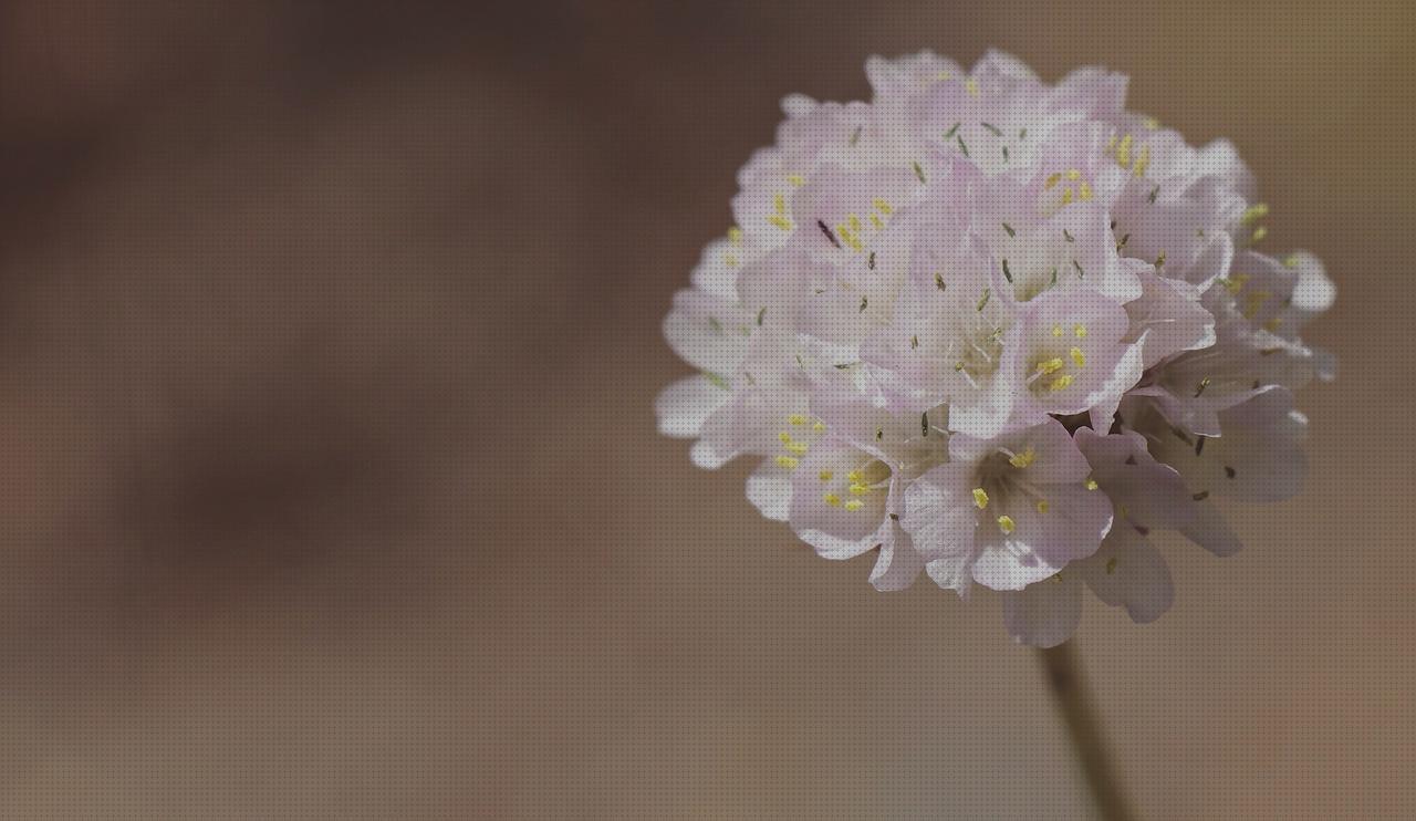Review de los 9 mejores armeria canos escopetas