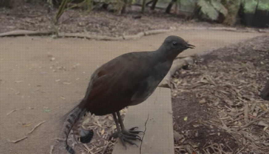 Opiniones de las 18 mejores Aves Liras Pistolas Laser