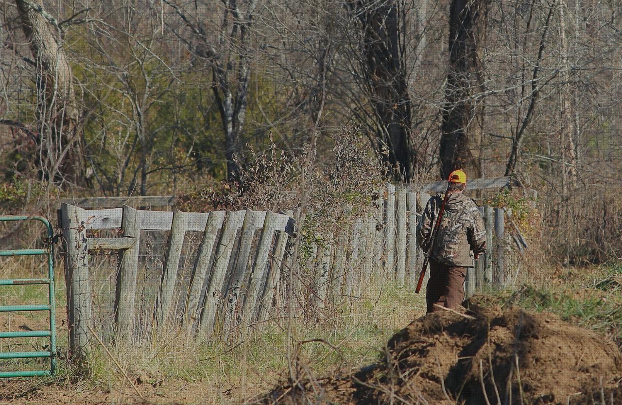 Las mejores balas bala escopeta calibre 20