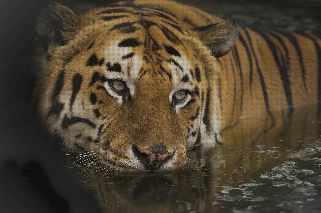 ¿Dónde poder comprar pistola lanza bengalas bengala espada?