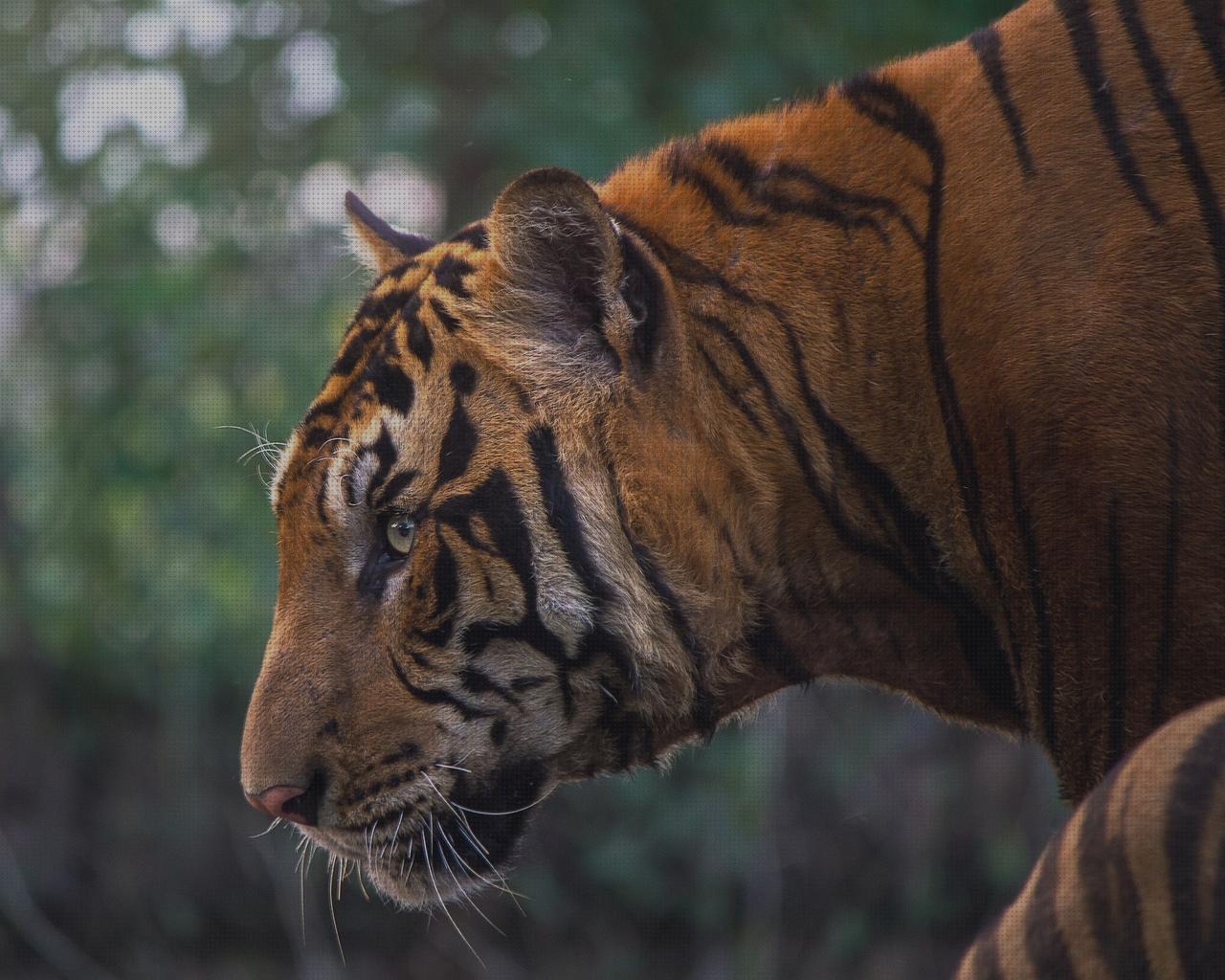 Las mejores pistola lanza bengalas bengala espada