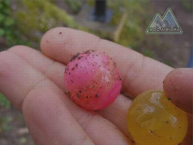 ¿Dónde poder comprar bolas airsoft bolas de pistola airsoft paintball?