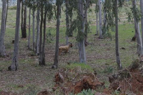 Las mejores marcas de bosque tiro con arco