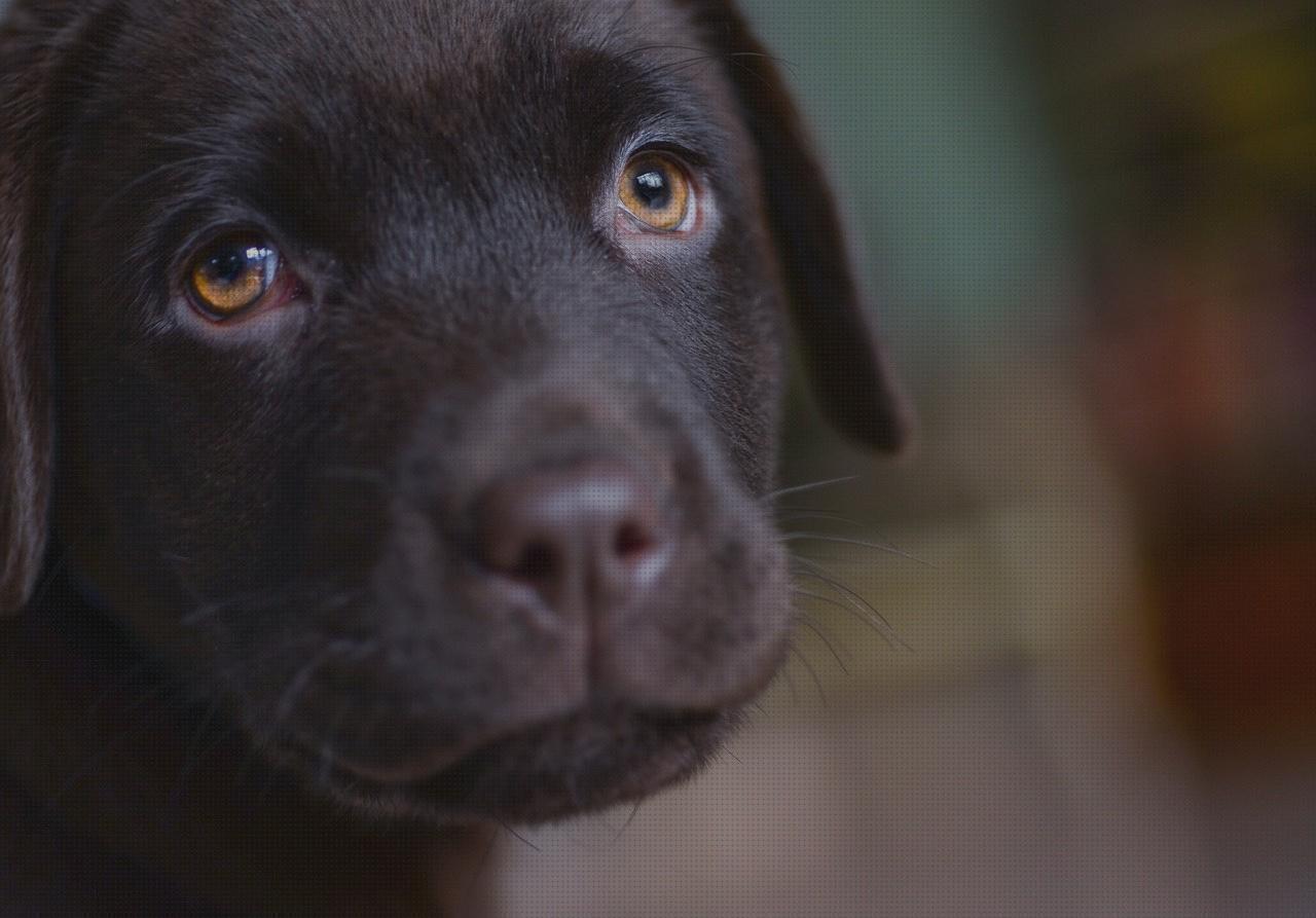 Las mejores bozal perro militar