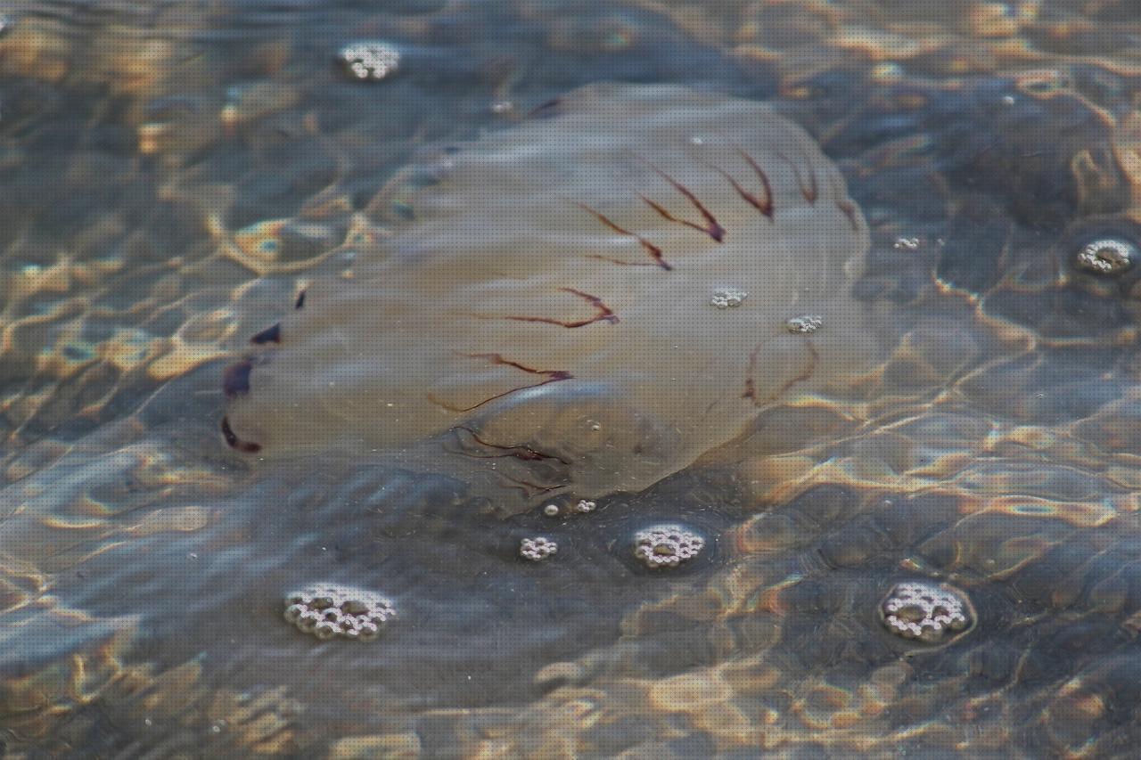 Las mejores brujulas baratas brujulas submarinismo