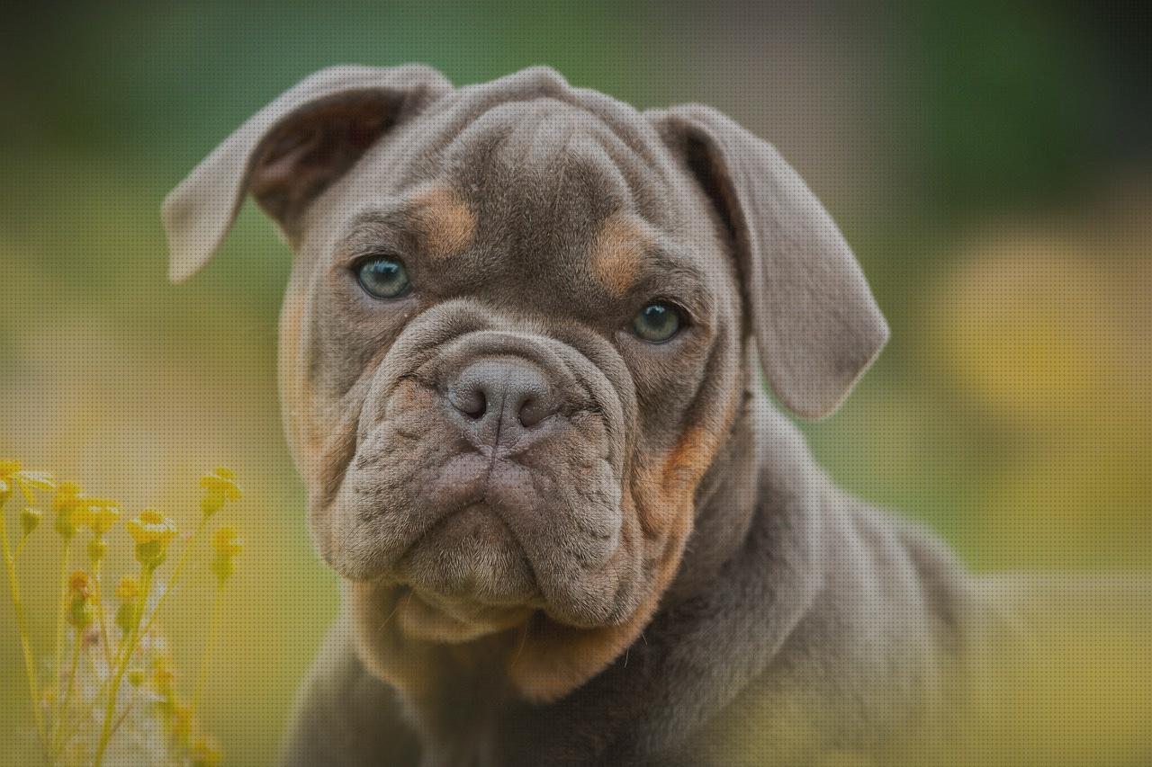 ¿Dónde poder comprar bulldog escopeta?