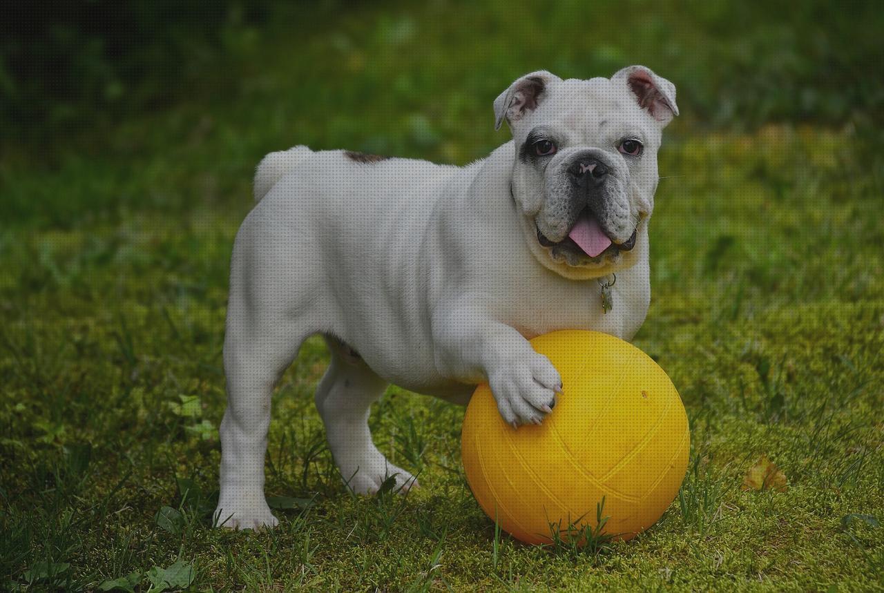 Las mejores marcas de bulldog escopeta