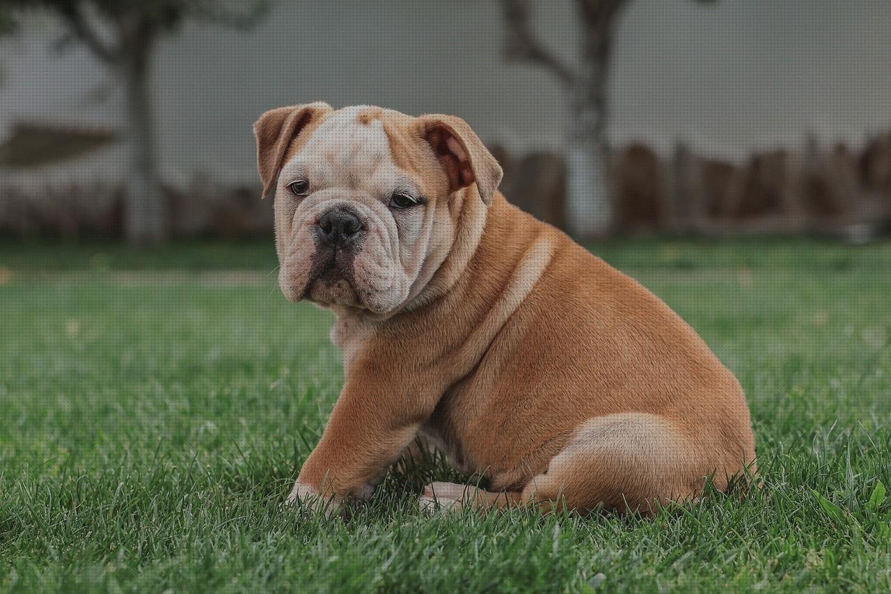 Review de bulldog escopeta