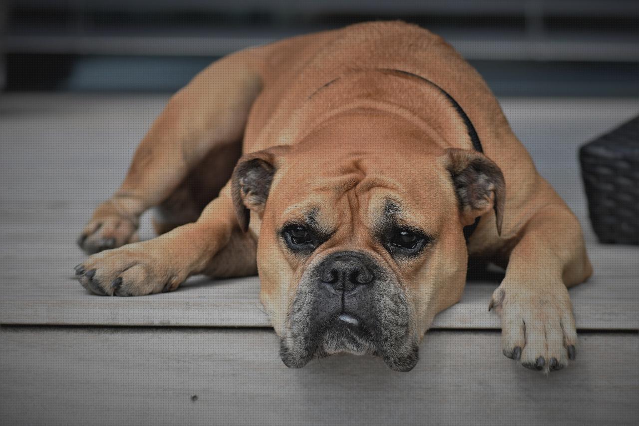 TOP 17 bulldog escopetas del mundo