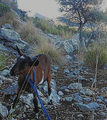 ¿Dónde poder comprar caza decabras con arco?