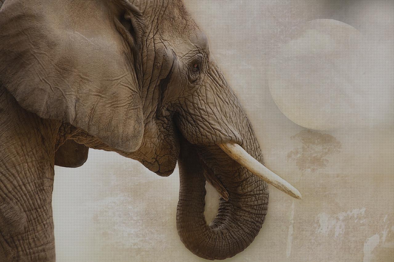 Las mejores marcas de caza pistola aire comprimido caza elefante con arco