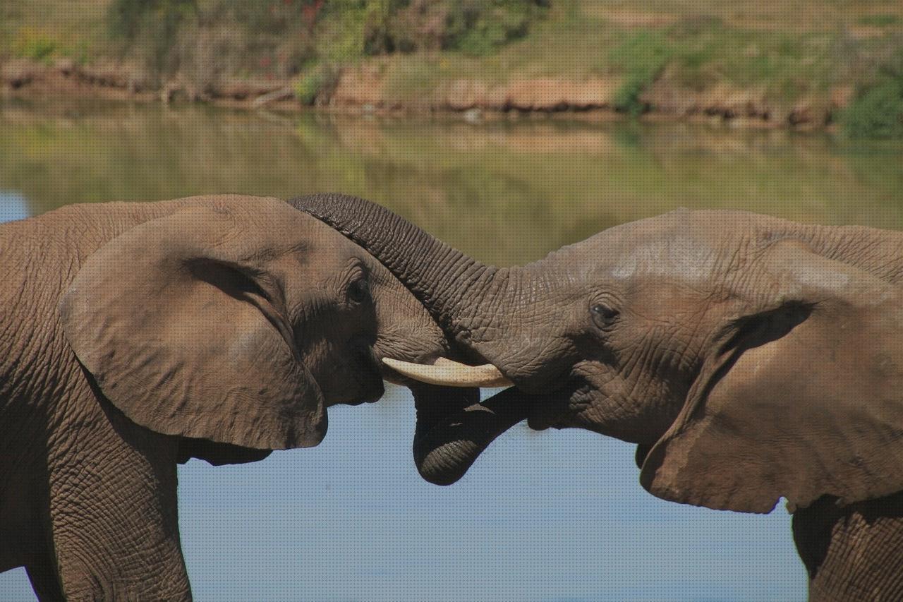 Las mejores caza pistola aire comprimido caza elefante con arco