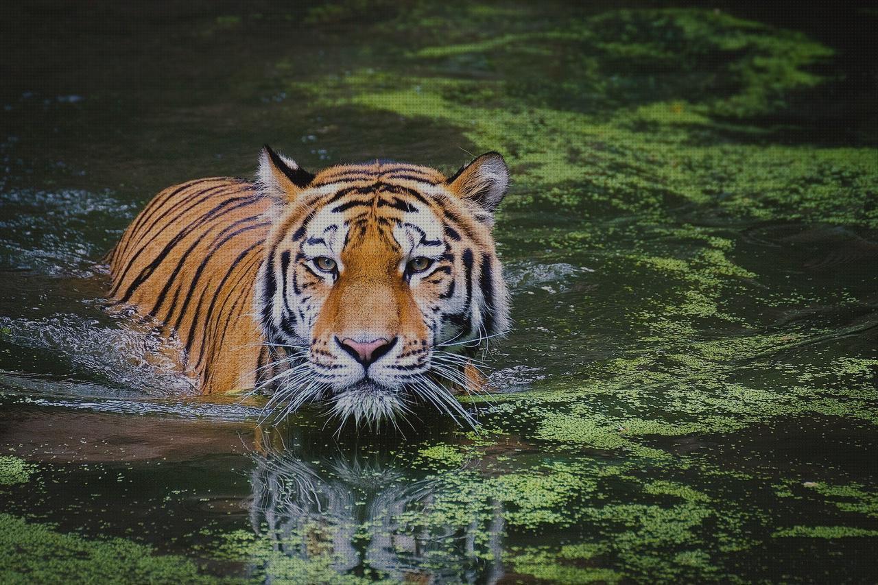 Las 9 Mejores caza naturaleza bajo análisis