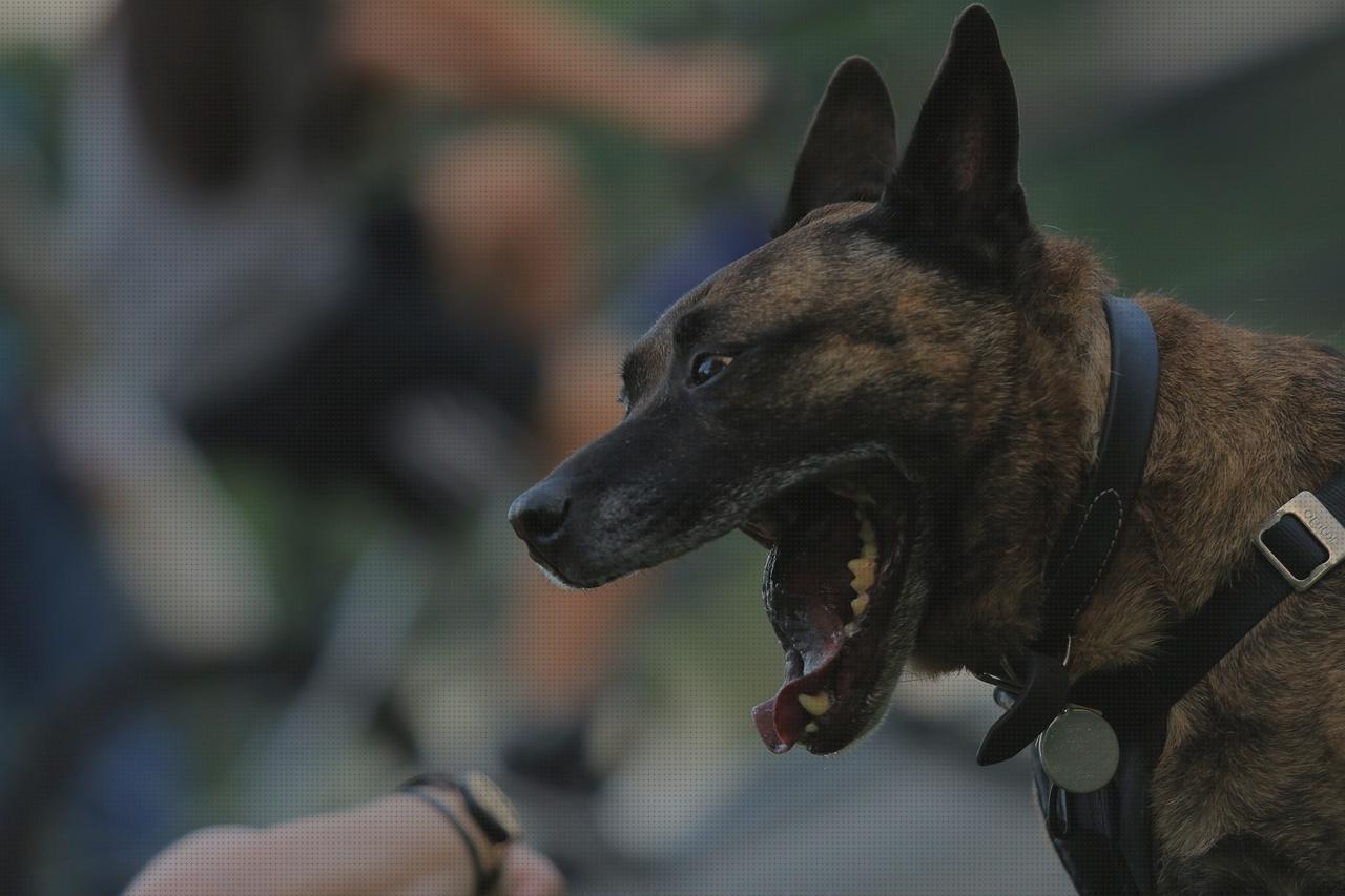 ¿Dónde poder comprar collares arco y flecha collares perro de caza?