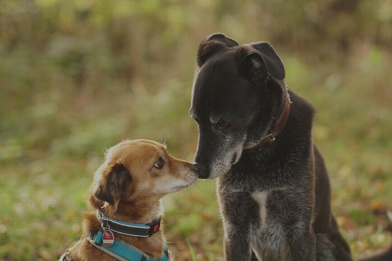 Los 19 Mejores Collares Para Perros De Caza