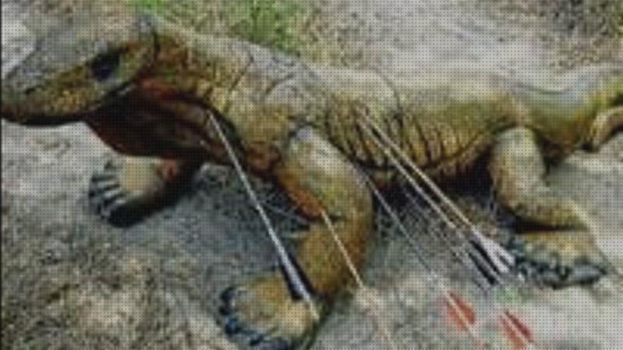 Análisis de las 20 mejores Dianas Dragones Tiros Con Arcos