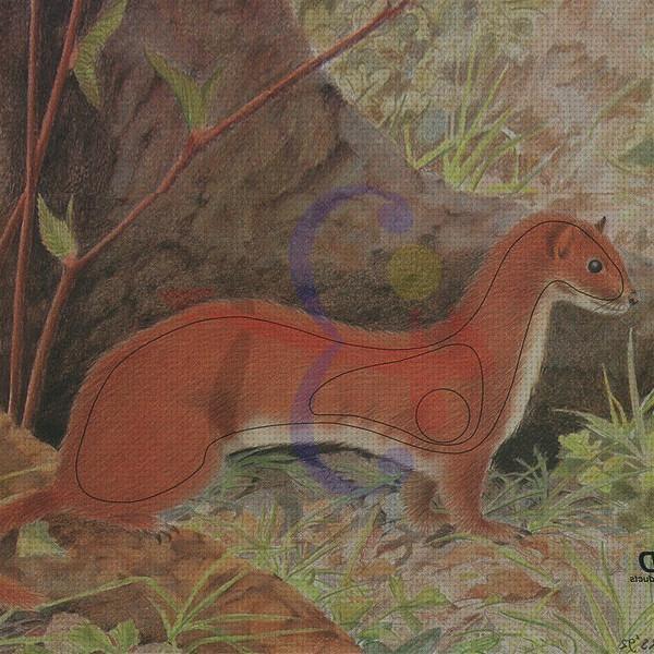 Las mejores 19 Dianas Tiros Con Arcos De Animales