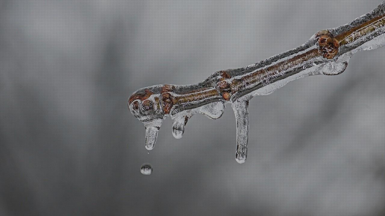 Las mejores funda escopeta desmontada