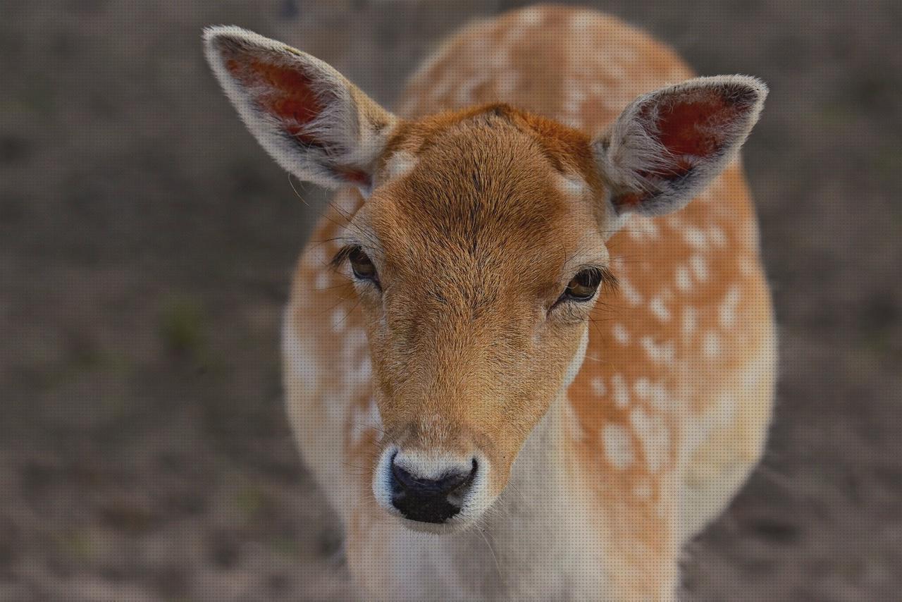¿Dónde poder comprar gamos gamo v9 pistola?