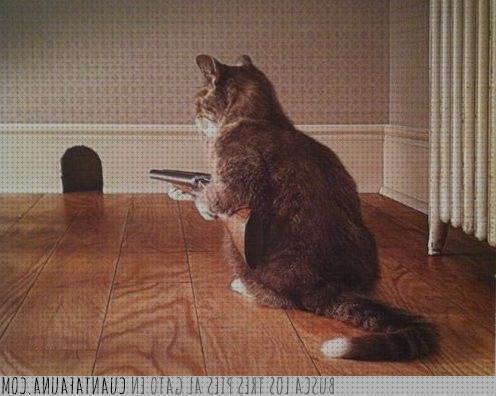 Las mejores marcas de gato escopeta
