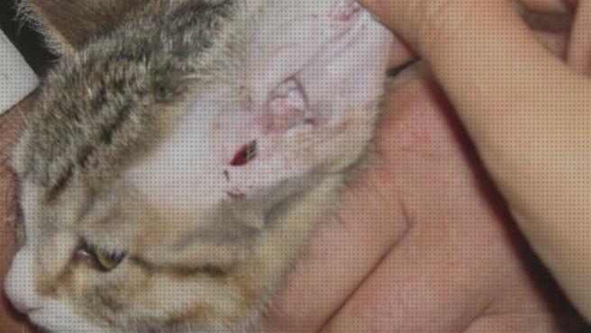 Los 31 Mejores gatos escopetas