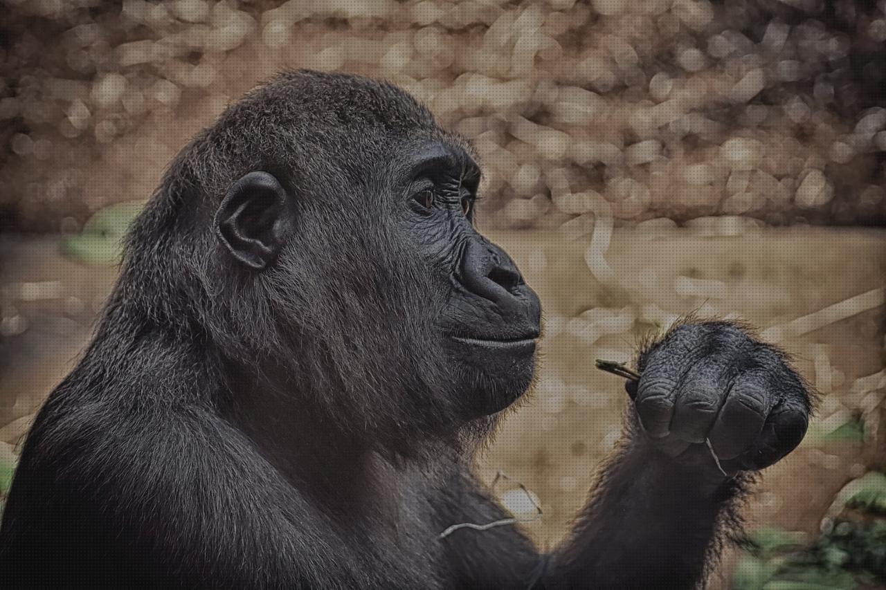 ¿Dónde poder comprar gorilla funda pistola?