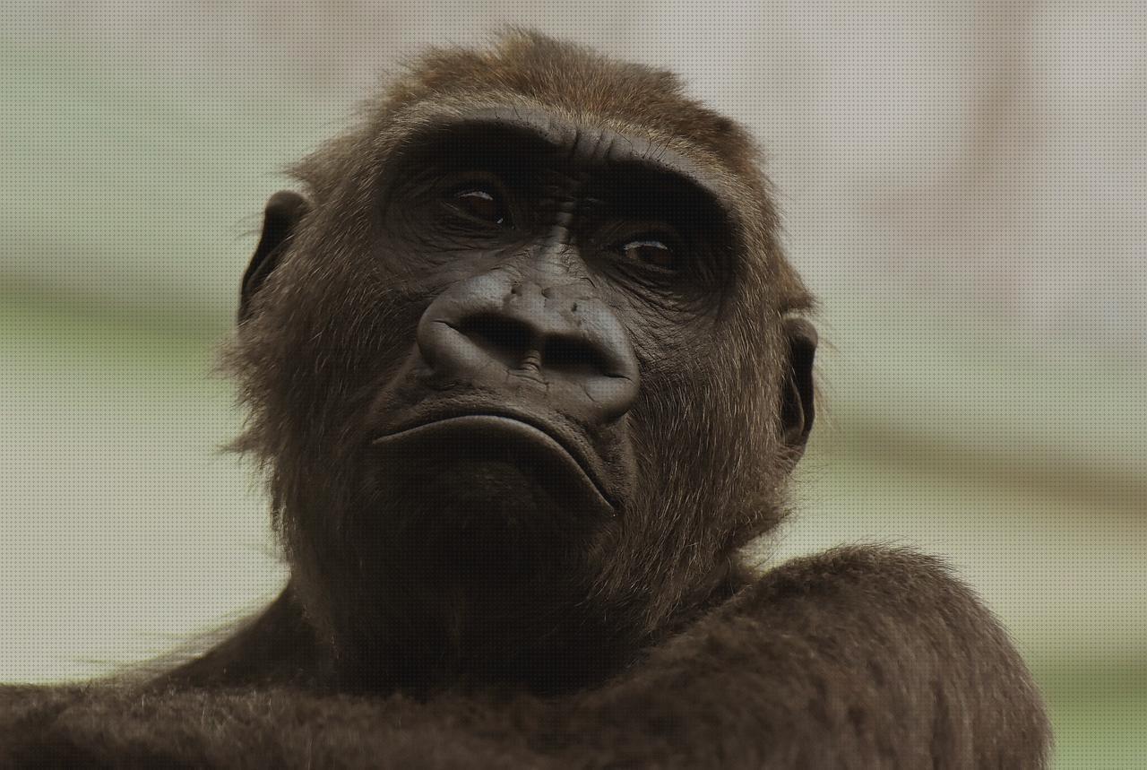 Las mejores marcas de gorilla funda pistola