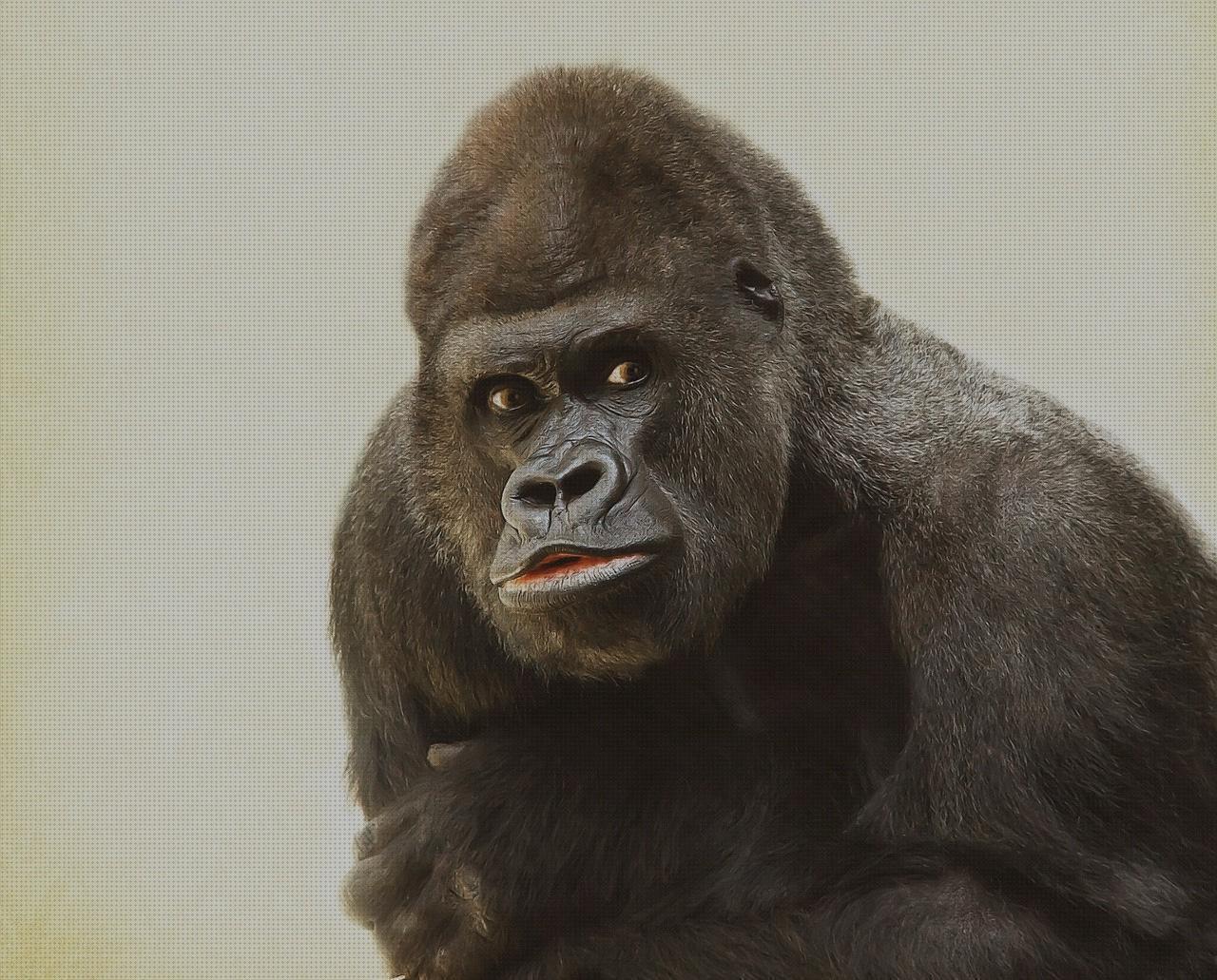 Las mejores gorilla funda pistola