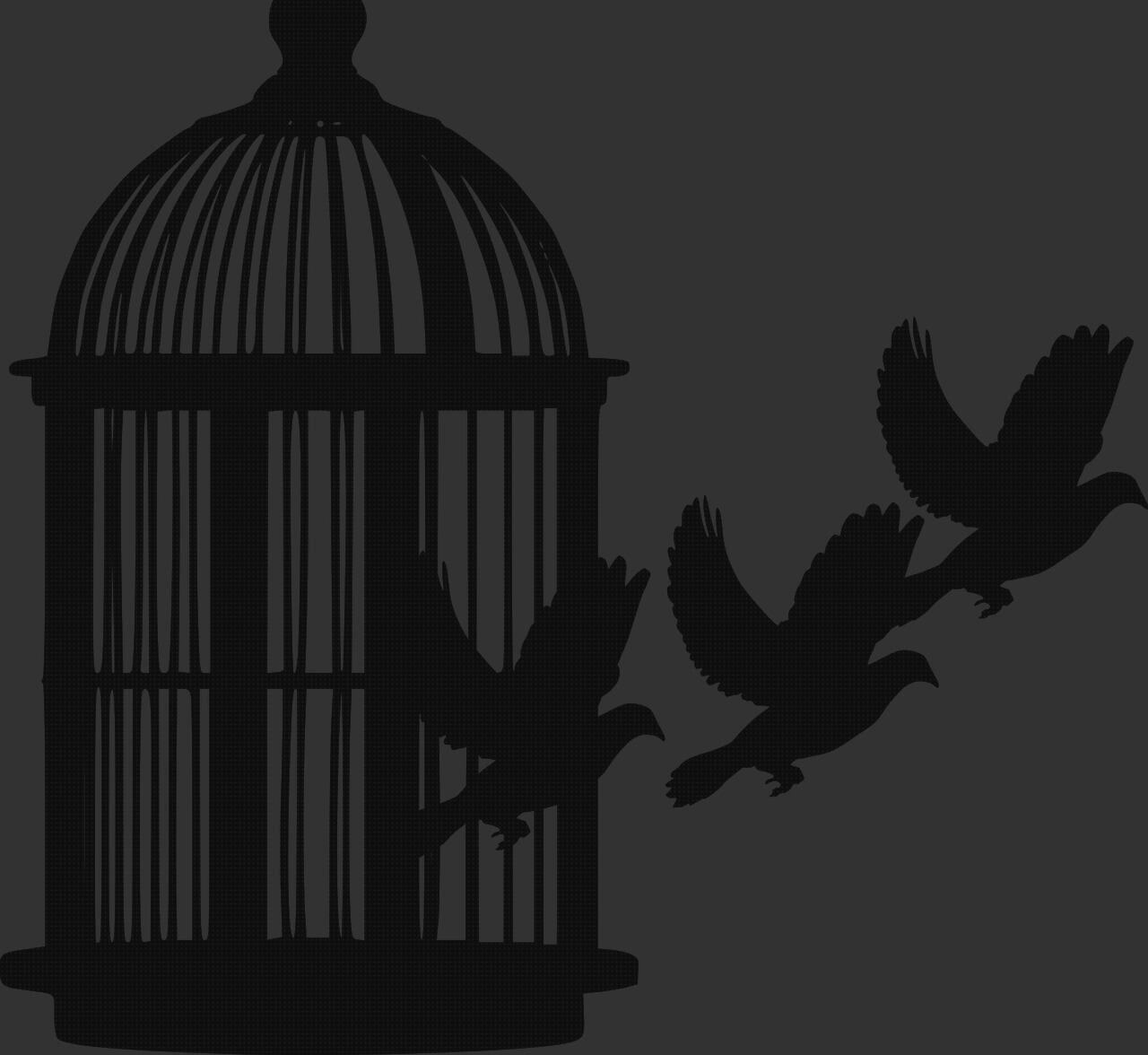 Análisis de las 18 mejores jaulas trampas pajaros