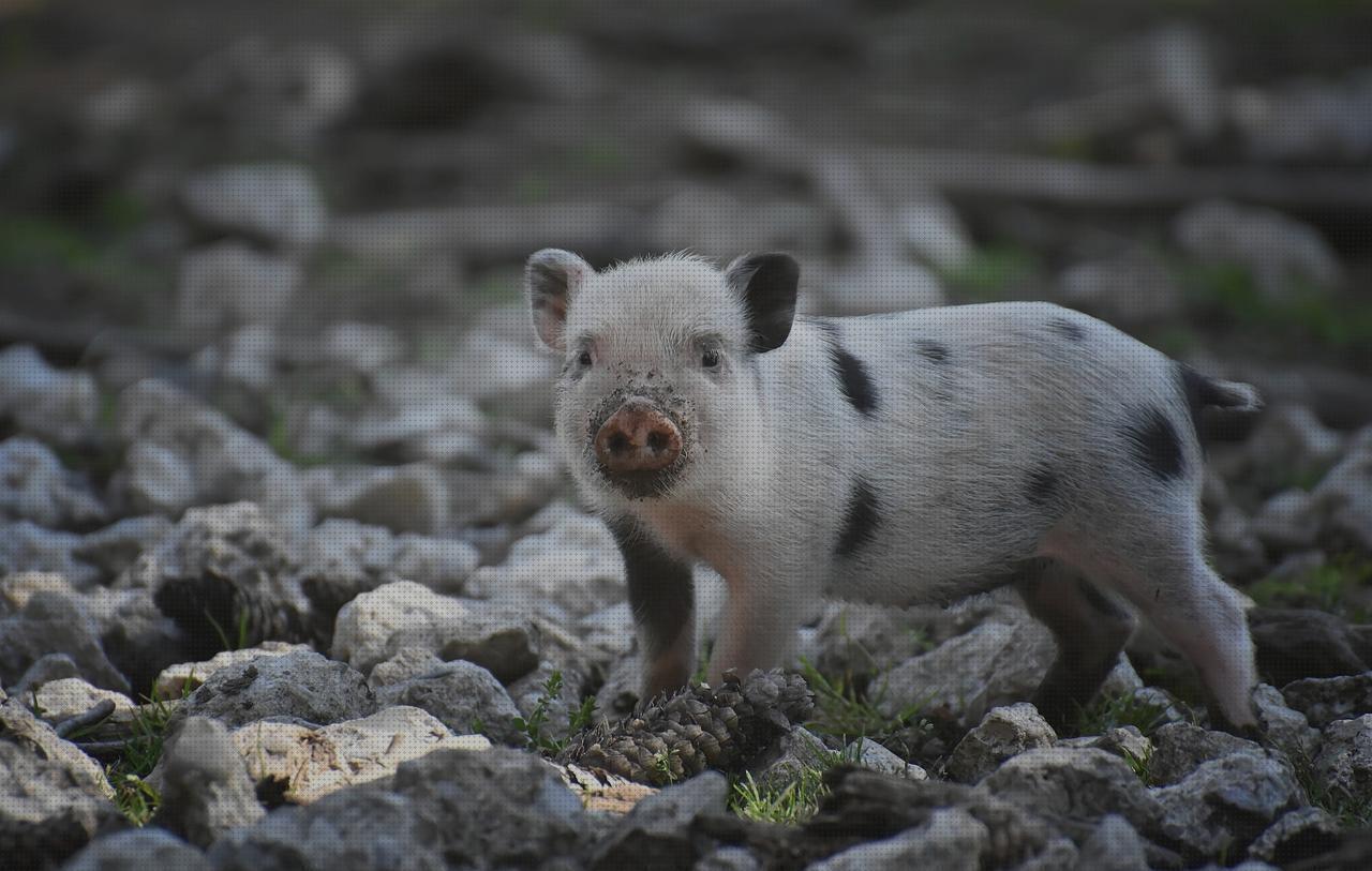 ¿Dónde poder comprar mini pistola mini kit supervivencia?