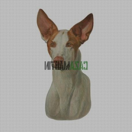 Review de pegatinas de podencos y caza
