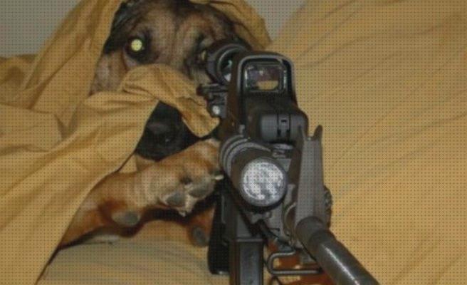 ¿Dónde poder comprar perros?
