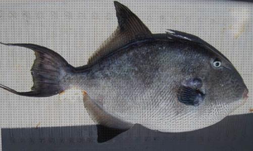 Mejores 22 peces escopetas