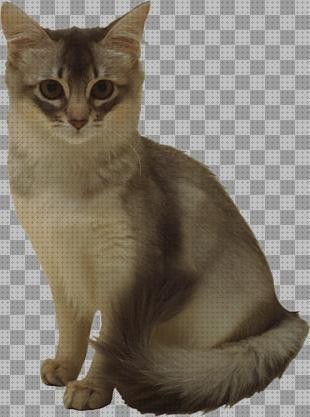 Las mejores marcas de balines pistola balines gatos