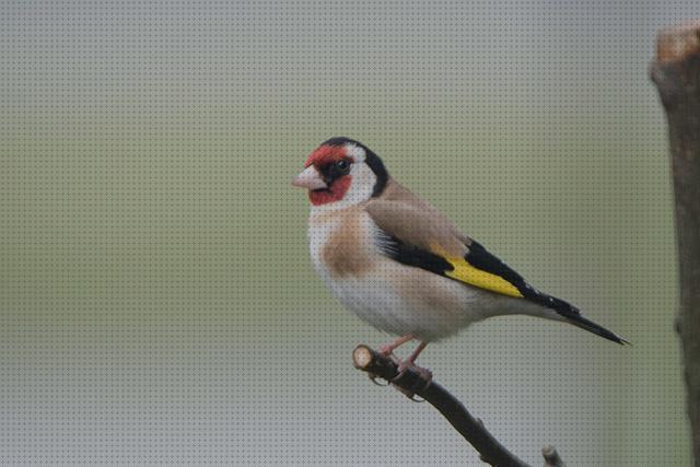 ¿Dónde poder comprar pistola de aire comprimido pajaros?