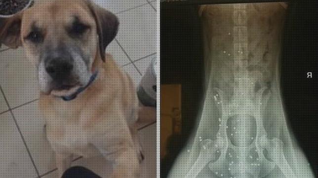 Análisis de las 29 mejores Pistolas De Aires Para Perros