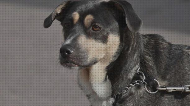 ¿Dónde poder comprar pistolas balines pistola de balines contra ataque de perro?