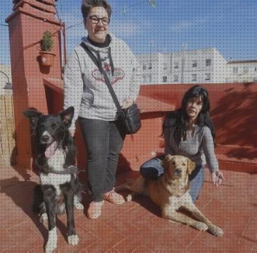 Las mejores 31 Pistolas De Balines Contra Ataques De Perros