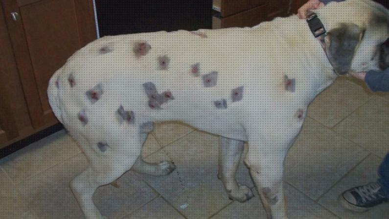 Las mejores pistolas balines pistola de balines contra ataque de perro