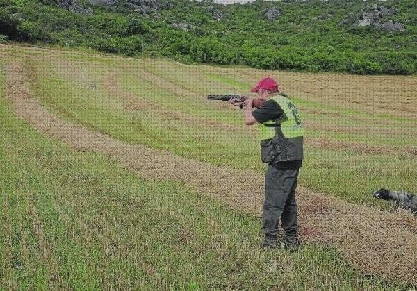 ¿Dónde poder comprar perdigones pistola perdigones ahuyentar aves?