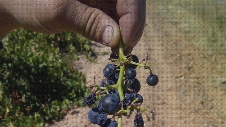 Las mejores marcas de perdigones pistola perdigones ahuyentar aves