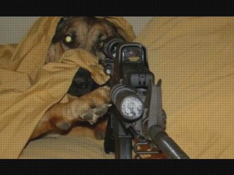 Las mejores marcas de perros