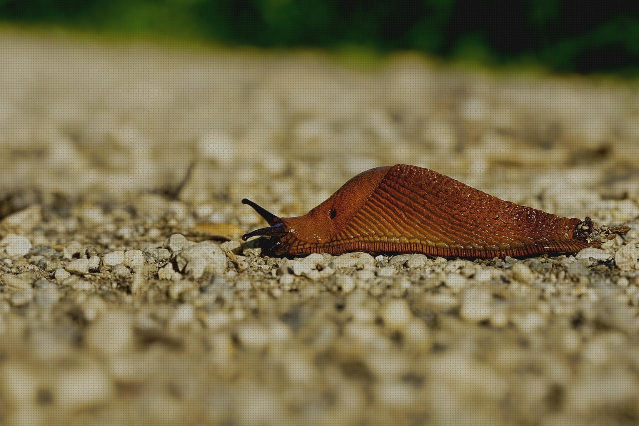 ¿Dónde poder comprar slug escopeta?