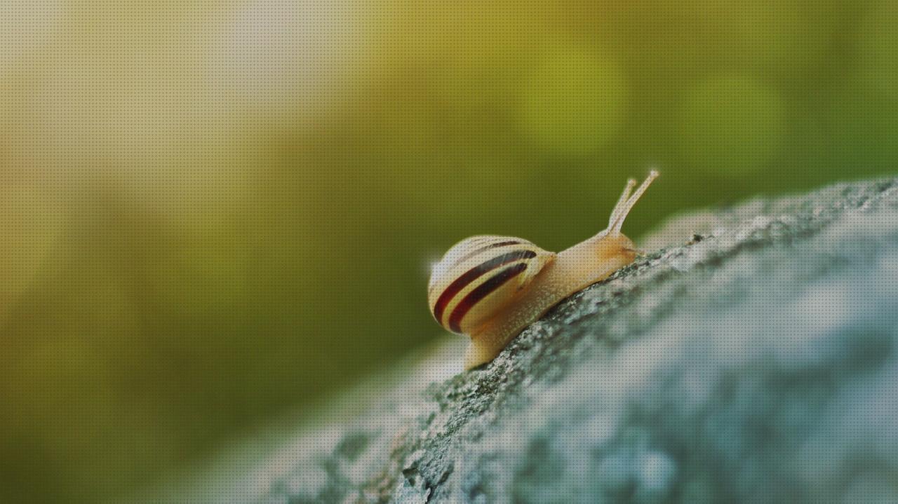 Las mejores marcas de slug escopeta