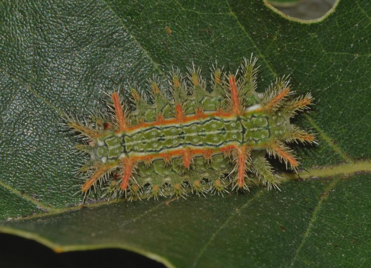 Las mejores slug escopeta