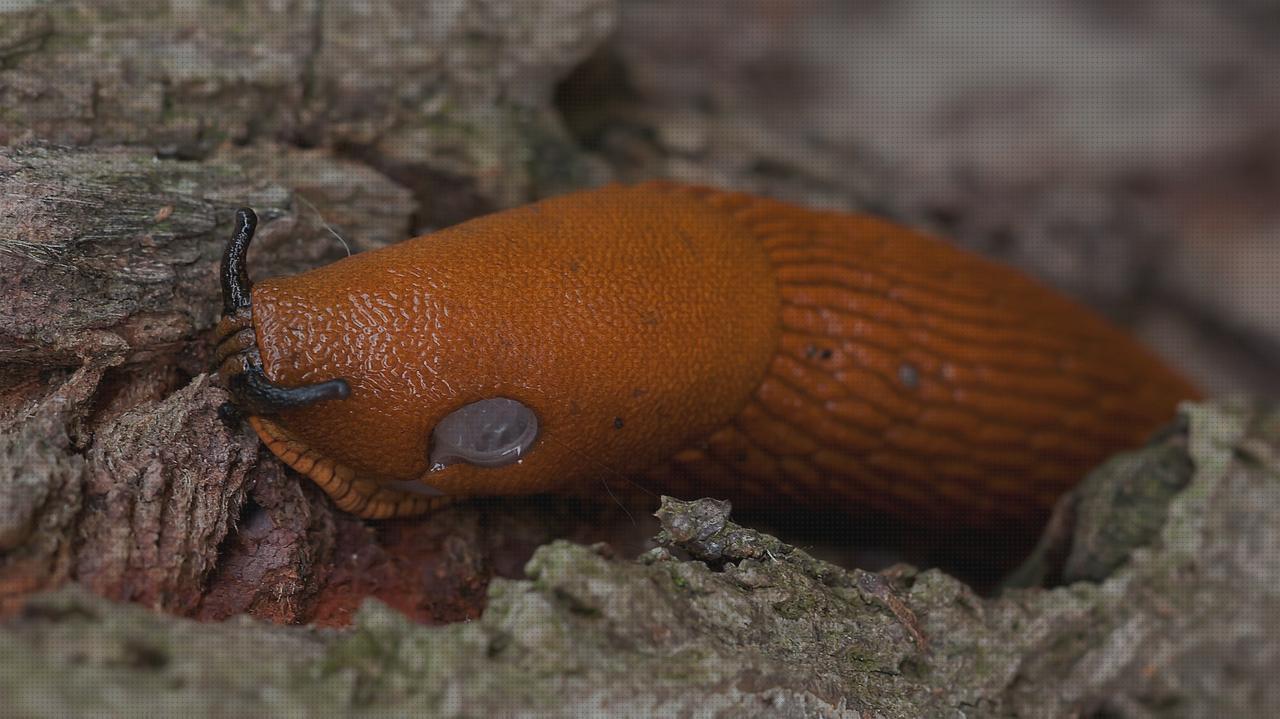 Review de slug escopeta