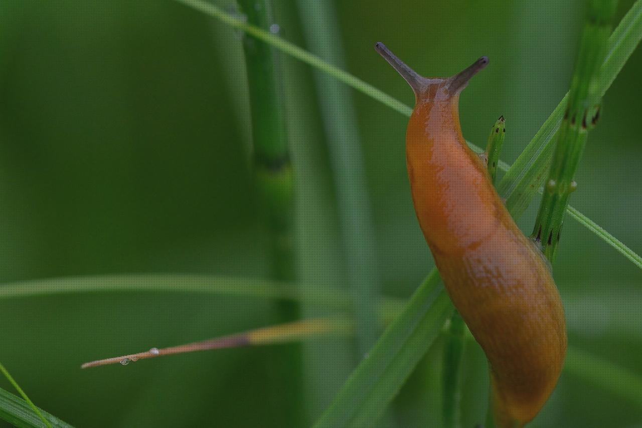 Mejores 26 slug escopetas bajo análisis
