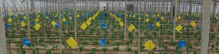 Las mejores trampas de aire trampas cromaticas azules